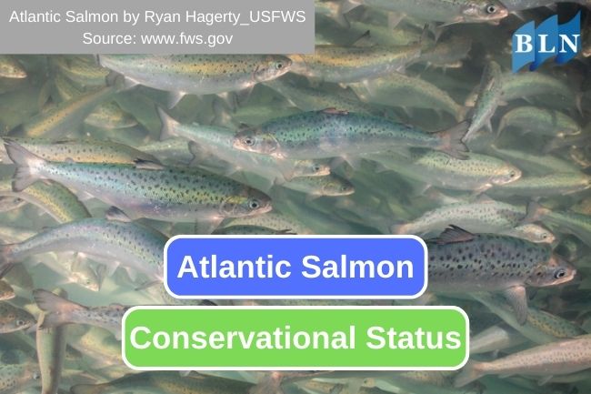 Supporting Atlantic Salmon Conservation